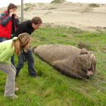 Ele, Dani e Pafio alle prese con un Elephant Seal